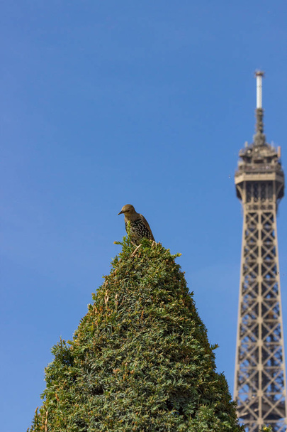 Blackbird (Turdus merala) vystoupil na borovice v Champ de Mars a Eiffelovy věže v pozadí - Fotografie, Obrázek