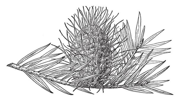 Картина соснового конуса серебристой ели, которая также известна как Альби Альба, винтажные линии рисунок или гравировка иллюстрации
. - Вектор,изображение