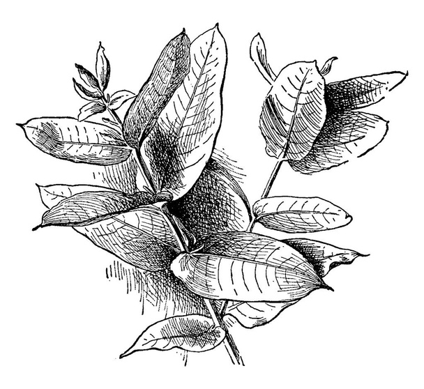 Thick , broad leaves of Eucalyptus tree hanging opposite to each other, vintage line drawing or engraving illustration. - Vector, Image