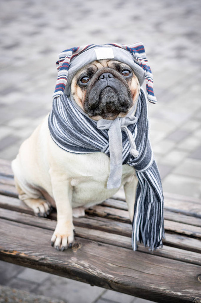 A funny and sad pug dog in a cap with strings and a striped scarf sits on a wooden bench against a gray tile - Photo, Image
