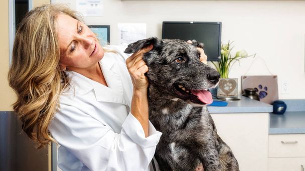Vrouwelijke dierenarts arts behandeling van honden oren in een ziekenhuis examen kamer - Foto, afbeelding