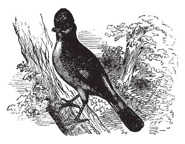 Κίσσα είναι συνήθως πουλιά δεξιά και ποικίλα χρώματα, vintage γραμμικό σχέδιο ή απεικόνιση χαρακτική. - Διάνυσμα, εικόνα