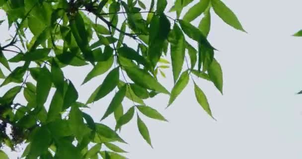 Κλαδιά με φύλλα ρίγος μπροστά από τον ουρανό - Πλάνα, βίντεο