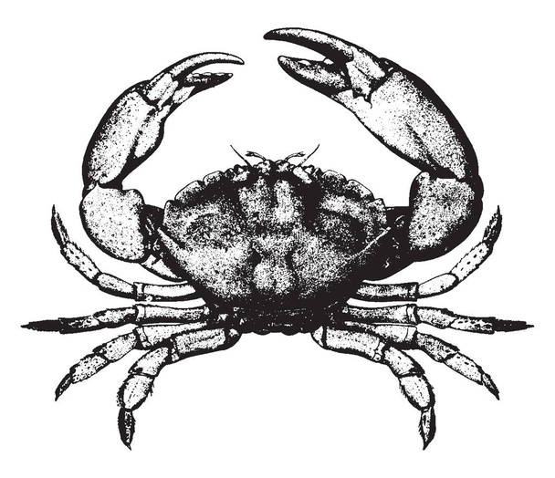Stone Crab zijn populair bij Floridians en de bezoekers van Florida, vintage lijntekening of gravure illustratie. - Vector, afbeelding