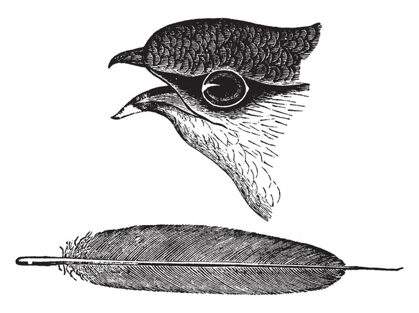 Chimenea Swift Head and Feather con un tenue brillo verdoso por encima, dibujo en línea vintage o ilustración de grabado
. - Vector, imagen