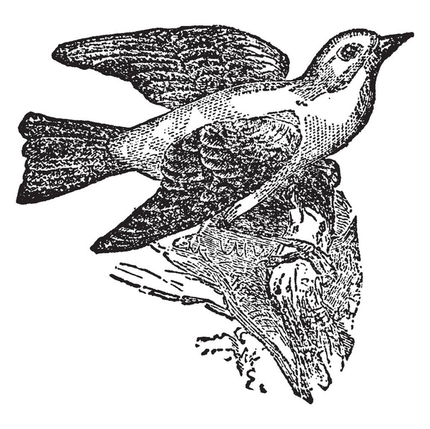 Tanager é um género de aves pertencentes à família dos tentilhões, desenho de linha vintage ou ilustração gravura
. - Vetor, Imagem