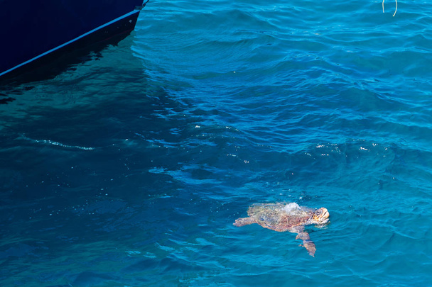 tortue dans la mer  - Photo, image