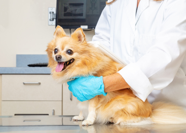 Veterinarian scanning microchip on dog in exam room - Photo, Image