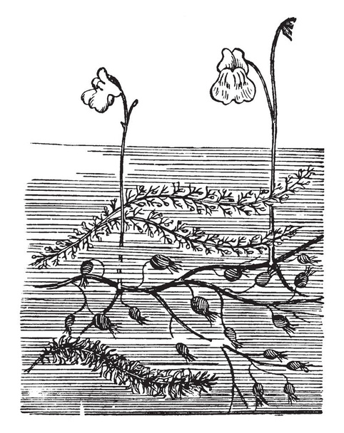 Virtsarakon on vesikasvi, nämä kasvit leviävät laajalti suuressa mittakaavassa. Ne tuotetaan yleensä ohut oksat, ja kasvaa pystysuora. Kukat nousevat vedestä yläsuunnassa, vintage linja piirustus tai kaiverrus kuva
. - Vektori, kuva