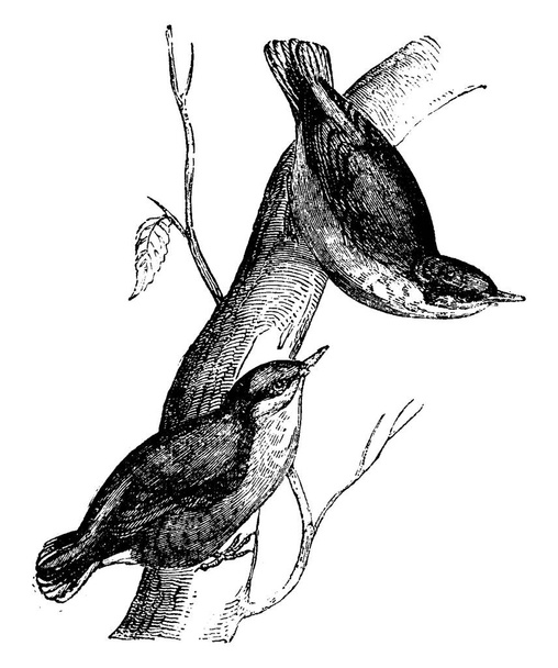 Нутэтч, винтажная гравированная иллюстрация. Естественная история животных, 1880
 - Вектор,изображение