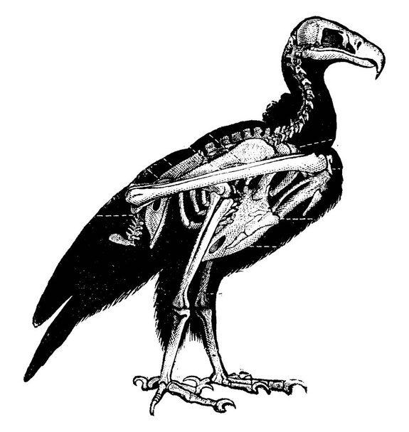 Squelette vautour, illustration gravée vintage. Histoire naturelle des animaux, 1880
 - Vecteur, image