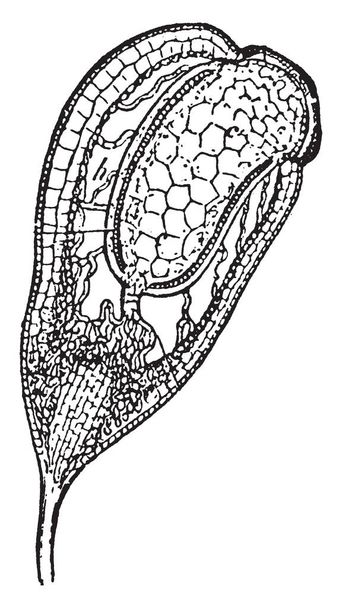 Μια εικόνα του Funaria hygrometrica δείχνει το διάμεσο διάμηκες τμήμα της μια κάψουλα, με το seta βαθμιαία διεύρυνση σε της απόφυσης σε σχεδίου γραμμής βάσης, vintage ή χαρακτική εικονογράφηση. - Διάνυσμα, εικόνα