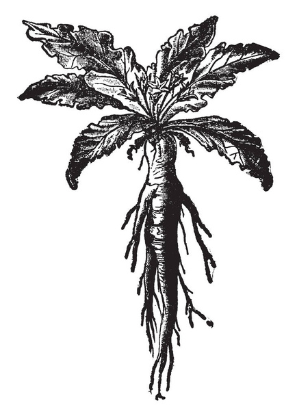 La racine d'une plante est le mandragore, espèce type du genre Mandragora. Il est souvent connu comme Mandragora officinarum, dessin de ligne vintage ou illustration de gravure
. - Vecteur, image