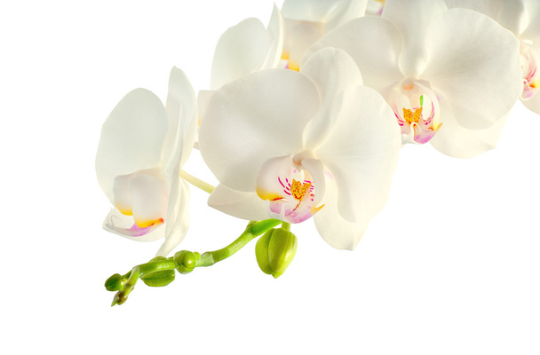 Rama de orquídea blanca sobre fondo blanco
 - Foto, imagen