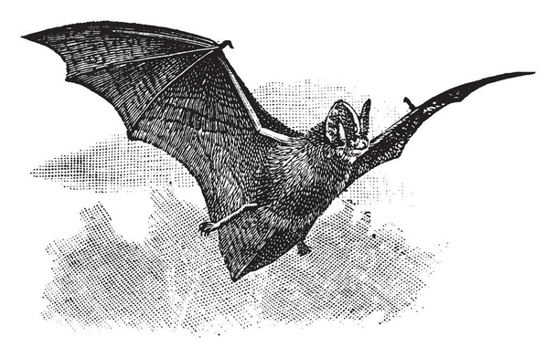 Long Eared Bat commonly lives and hunts in the woodland and eats moths, vintage line drawing or engraving illustration. - Vektor, kép