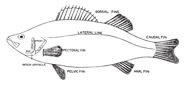 Barsch ist ein gebräuchlicher Name für Fische der Gattung Perca, Vintage-Linienzeichnung oder Gravierillustration. - Vektor, Bild