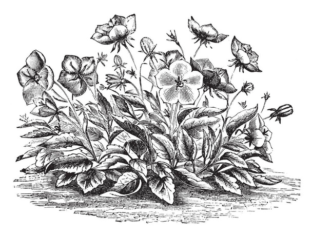 To jest obraz kwiaty dzwonek Carpathica Pelviformis. Jego kwiaty są pachnące i liliowy kolorowe, vintage rysowania linii lub Grawerowanie ilustracja. - Wektor, obraz