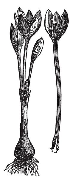 Kuva osoittaa kasvi Meadow Saffron jonka sipulit ja siemenet käytetään lääketieteellisesti, erityisesti kihti, vintage linja piirustus tai kaiverrus kuva
. - Vektori, kuva