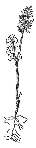 Botrychium Lunaria Botrychium Fern kök ile bu. Bir kök küresel tohum demet ve anter üzerinde leaf vardır. Küçük, kalın ve loblu yaprak ve tohum Sporlar kalın duvarlı, vintage çizgi çizme veya oyma illüstrasyon. - Vektör, Görsel