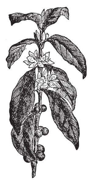Coffea Arabica se cultivan ampliamente en tierras altas tropicales y subtropicales por sus frutas similares a las cerezas que contienen semillas a partir de las cuales se prepara el café, dibujo de líneas vintage o ilustración de grabado.
. - Vector, imagen