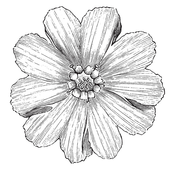 Esta es una imagen de Corola de Lychnis Fulgens Sieboldi. Es una planta floreciente con flores blancas muy grandes y puras, dibujo de línea vintage o ilustración de grabado
. - Vector, imagen