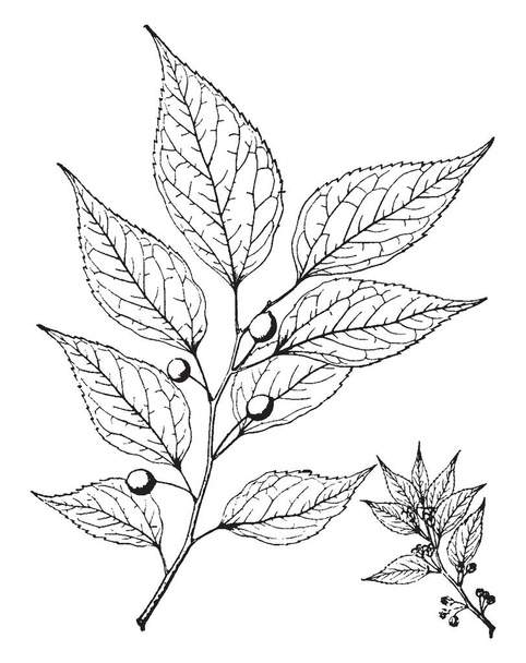 Immagine di ramo di celtis occidentalis con frutti multipli, disegno a linee vintage o illustrazione incisione
. - Vettoriali, immagini