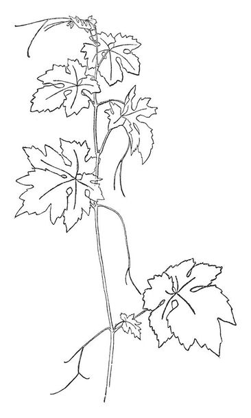 Picture shows the Vitis Vinifera plant. It is showing it's leafs and stalks part. Leaves are long and broad. It is used to make juice and wine, vintage line drawing or engraving illustration. - Vector, imagen