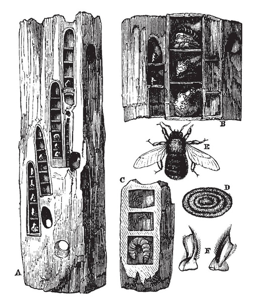Carpenter Bee on Xylocopa-alaryhmään kuuluva laji Xylocopinae, vintage-piirros tai kaiverrus kuva
. - Vektori, kuva
