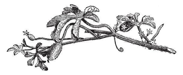 キュウリの anguria は薄く茎、草本ツルであります。長い柄のある、果実は、卵形楕円形に。果実の表面には長い毛表面をカバー、疣贅や棘、ビンテージ ライン描画または彫刻イラスト. - ベクター画像