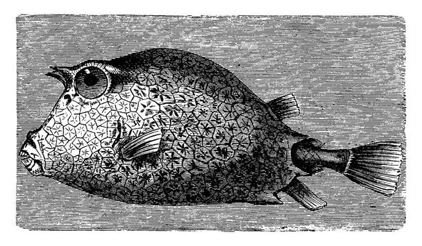 Trunkfish, vintage gegraveerde illustratie. La Vie dans la nature, 1890. - Vector, afbeelding
