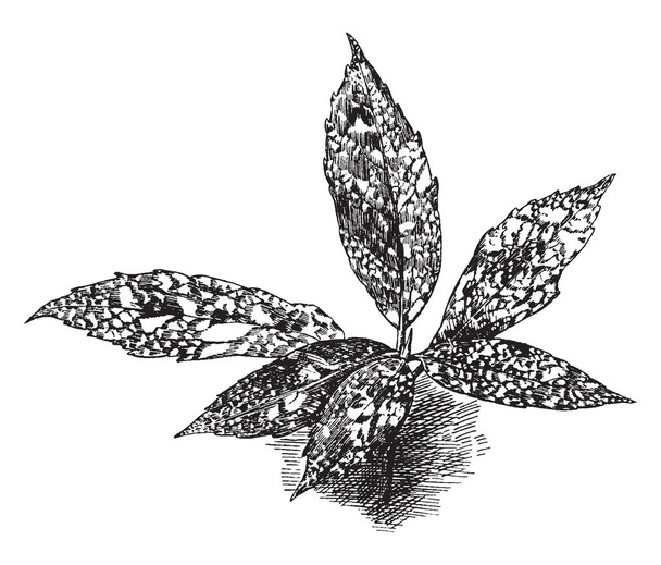 This is spotted on leaves, the leaves are arranged opposite, broad sprayed. Some leaves are connected to one center, vintage line drawing or engraving illustration. - Vector, Image