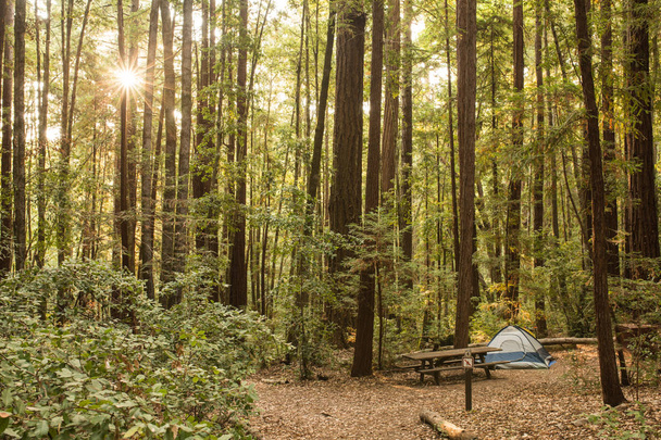 Solitary tent in a campground in a redwood forest - Photo, Image