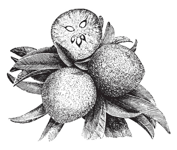 It's a Picture of Sapodilla fruit. Manilkara Zapota, commonly known as the Sapodilla. Fruit has an exceptionally sweet, malty flavor. Each fruit contains one to six seeds. Seeds are hard, glossy, vintage line drawing or engraving illustration. - Vector, Image