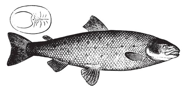 Salmone, illustrazione incisa d'epoca. Storia naturale degli animali, 1880
 - Vettoriali, immagini