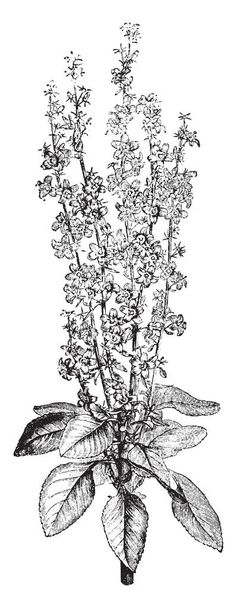 Dit is een bloeiende tak van Campanula Pyramidalis. Het heeft sterrenhemel blauwe bloemen met bell vorm en brede groene bladeren, vintage lijntekening of gravure illustratie. - Vector, afbeelding