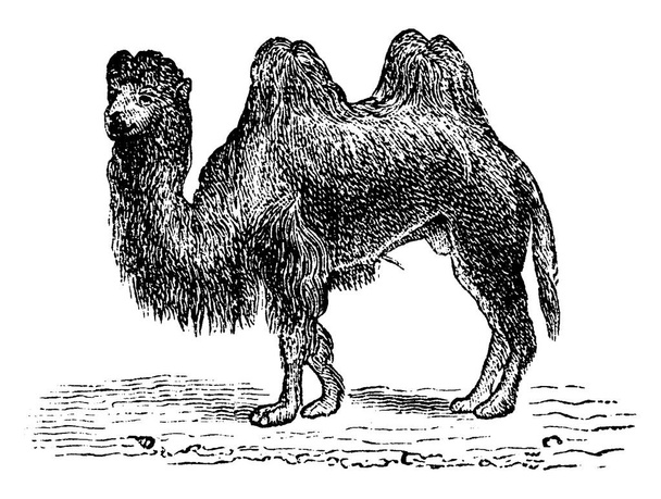 Верблюд, vintage вигравірувані ілюстрації. Науково-природознавчий тварин, 1880 - Вектор, зображення