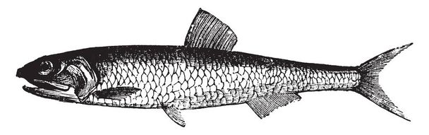 Sardela europejska jest małe ilości soli kuchennej wody paszy ryb z rodziny Engraulidae, vintage rysowania linii lub Grawerowanie ilustracja. - Wektor, obraz