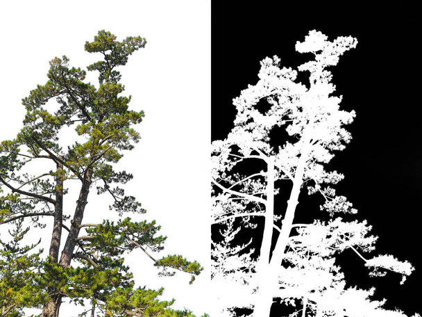 Japanese pine tree on corner isolated with alpha channel for remove white background - Photo, Image
