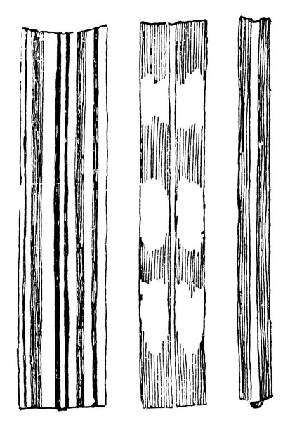 Esta muestra los tallos de variedades Miscanthus Sinensis es muy delgada y larga, dibujo de línea vintage o ilustración de grabado
. - Vector, imagen