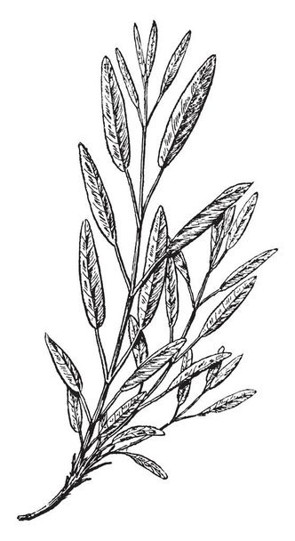 Una imagen que muestra la rama y las flores de la planta Common Sage, una cocina común y una hierba medicinal. También se utiliza con tés, dibujo de línea vintage o ilustración de grabado
. - Vector, imagen