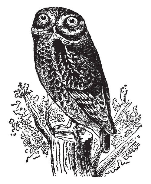 Rock Owl hunt in the twilight, vintage line drawing or engraving illustration. - Vektor, obrázek