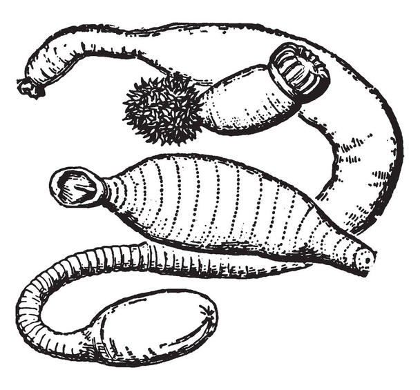 Gephyrea is a now dismantled taxon for a group of non annulated worms considered intermediate between annelids and holothurians, vintage line drawing or engraving illustration. - Vector, Image