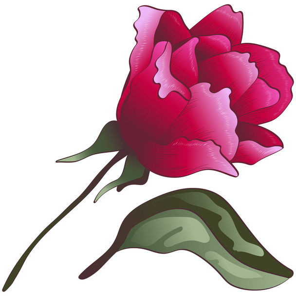 Цветок красной розы в векторном стиле изолирован. Векторный цветок для фона, текстуры, обертки, рамки или каймы
. - Вектор,изображение