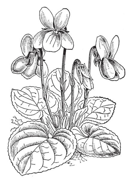 Violka vonná je druh z rodu Viola, Evropě a Asii, má bílé květy. Používá se při výrobě mnoha kosmetických vůní a parfémů, vintage kreslení čar nebo gravírování obrázku. - Vektor, obrázek