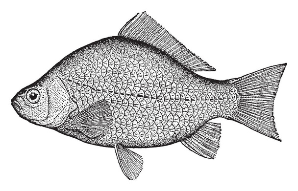 Crucian Carp s a medium sized member of the common carp family Cyprinidae, vintage line drawing or engraving illustration. - Vector, Imagen