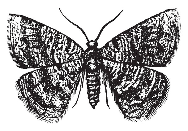 Vrouwelijke meetkundige nachtvlinder die een soort uit de familie van de Geometridae, de spanners van meetkundige nachtvlinders, vintage lijntekening of gravure illustratie is. - Vector, afbeelding