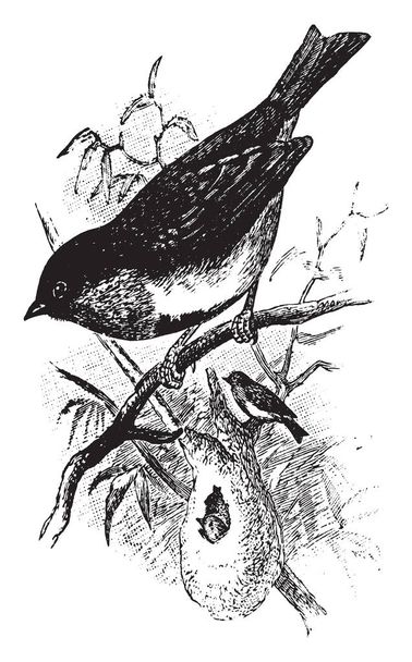 Swallow Sunbird é um pequeno pássaro da Austrália com uma nota muito aguda, desenho de linha vintage ou gravura ilustração
. - Vetor, Imagem