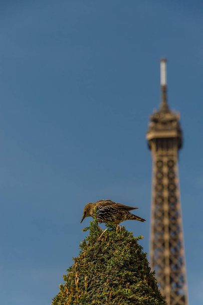 Blackbird (Turdus merala) alighted on a pine tree in Champ de Mars and Eiffel tower in background - Photo, Image