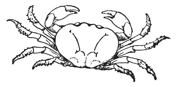 Land Crab is a member of the family Gecarcinidae, vintage line drawing or engraving illustration. - Vektor, obrázek