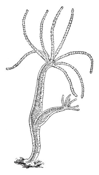 Hydra Jellyfish on suvun pienten ja makean veden eläimiä, vintage linja piirustus tai kaiverrus kuva
. - Vektori, kuva
